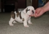 Healthy English Bulldog Puppies Available